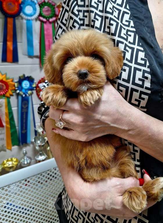 Собаки в Новосибирске: Щенки пуделя, мальтипу Разнополые, Бесплатно - фото 4
