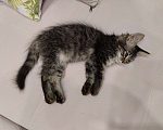 Кошки в Краснодаре:   Отдам котёнка в добрые руки Девочка, Бесплатно - фото 2