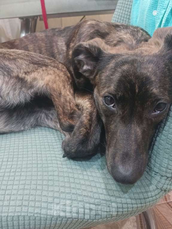 Собаки в Ростове-на-Дону: Внимание, внимание❣️   Пристраивается невероятная девочка.  Девочка, Бесплатно - фото 3