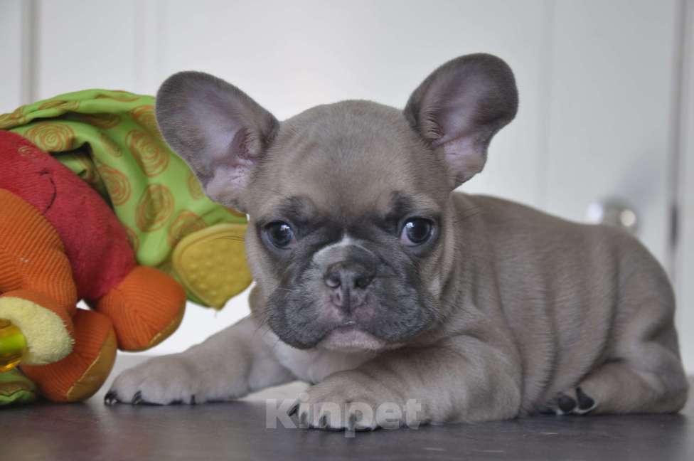 Собаки в Москве: Палевая девочка Девочка, 50 000 руб. - фото 2