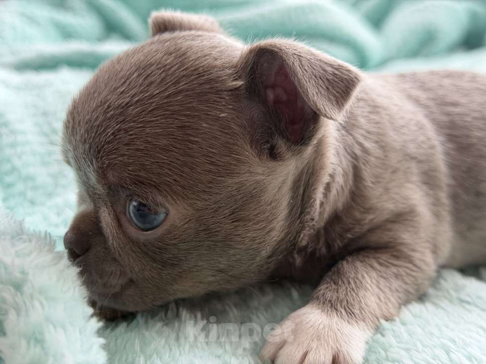 Собаки в Ижевске: Щенок чихуахуа Мальчик, 70 000 руб. - фото 5