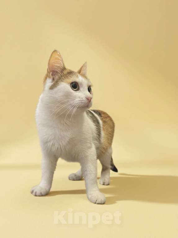 Кошки в Москве: Котенок 10 мес в добрые руки Девочка, Бесплатно - фото 3