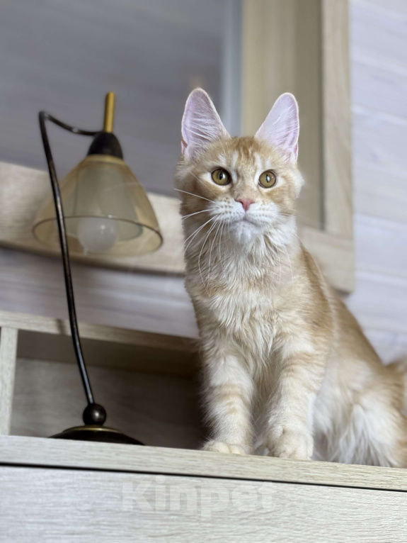 Кошки в других городах Московской области: Фиона Девочка, 45 000 руб. - фото 7