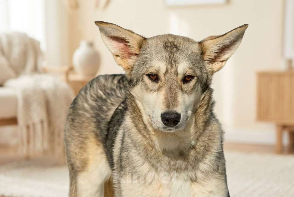 Собаки в Москве: Щенок в добрые руки Девочка, Бесплатно - фото 3