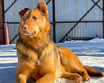 Собаки в Санкт-Петербурге: Роскошный, грозный внешне, мягкий внутри пёс Мальчик, Бесплатно - фото 1