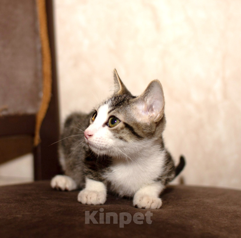 Кошки в Москве: Абиссинские котята Мальчик, Бесплатно - фото 3
