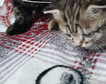 Кошки в Курске: Котенок Фиалка Девочка, Бесплатно - фото 3