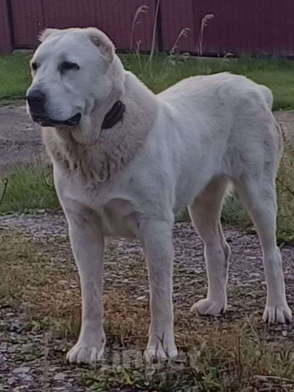 Собаки в других городах Хакасии: Щенки среднеазиатской овчарки алабай Разнополые, 20 000 руб. - фото 5