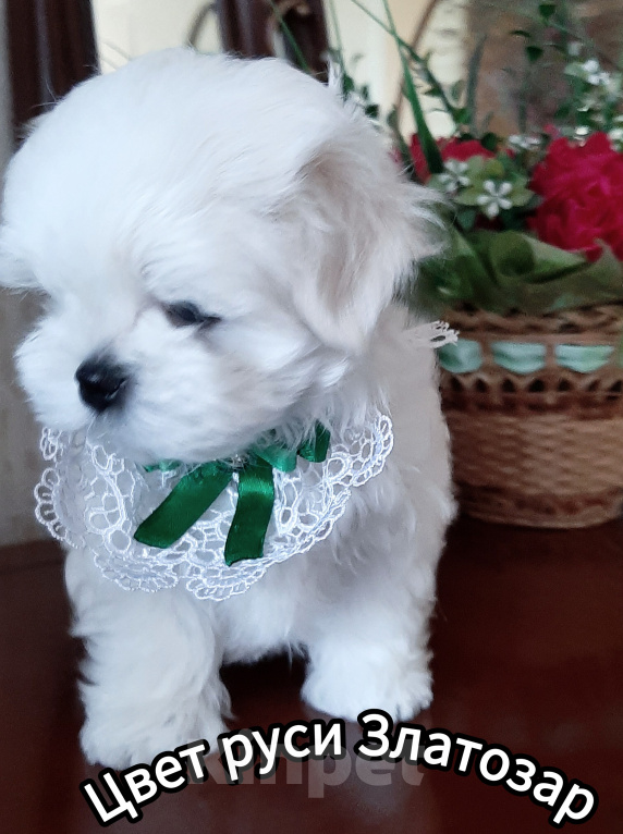Собаки в Москве: Мальтезе Мальчик& Девочка Разнополые, 90 000 руб. - фото 7