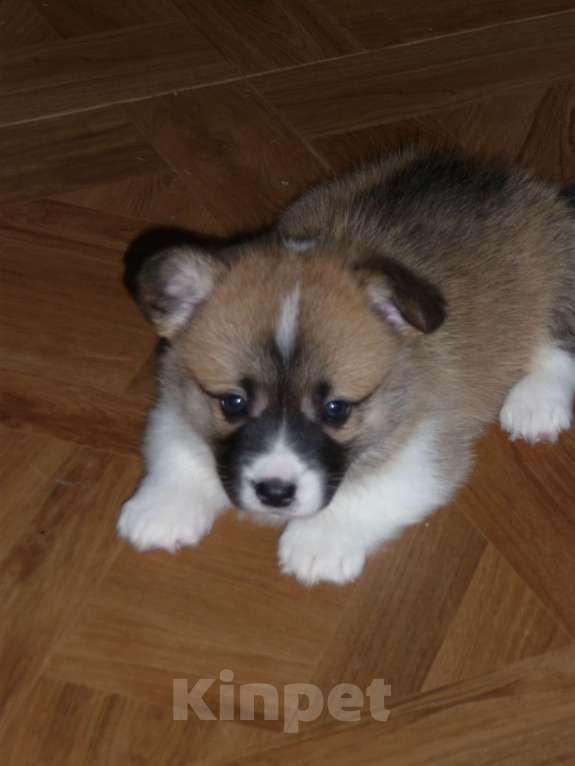 Собаки в других городах Краснодарского края: Вельш Корги Пемброк, щенок 2 Девочка, 20 000 руб. - фото 3