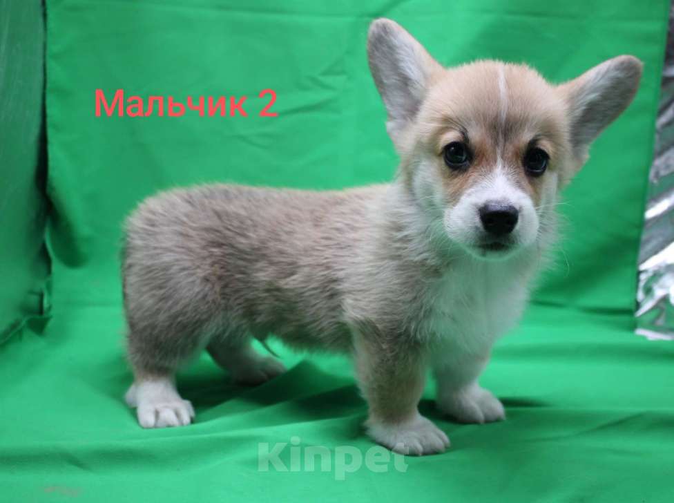 Собаки в Москве: Щенки вельш корги пемброк Мальчик, 30 000 руб. - фото 3
