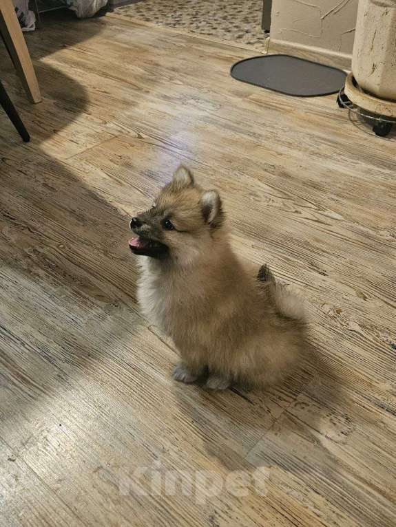 Собаки в Нижнем Новгороде: Поделитесь с Булочкой уютом своего дома! Девочка, 25 000 руб. - фото 5