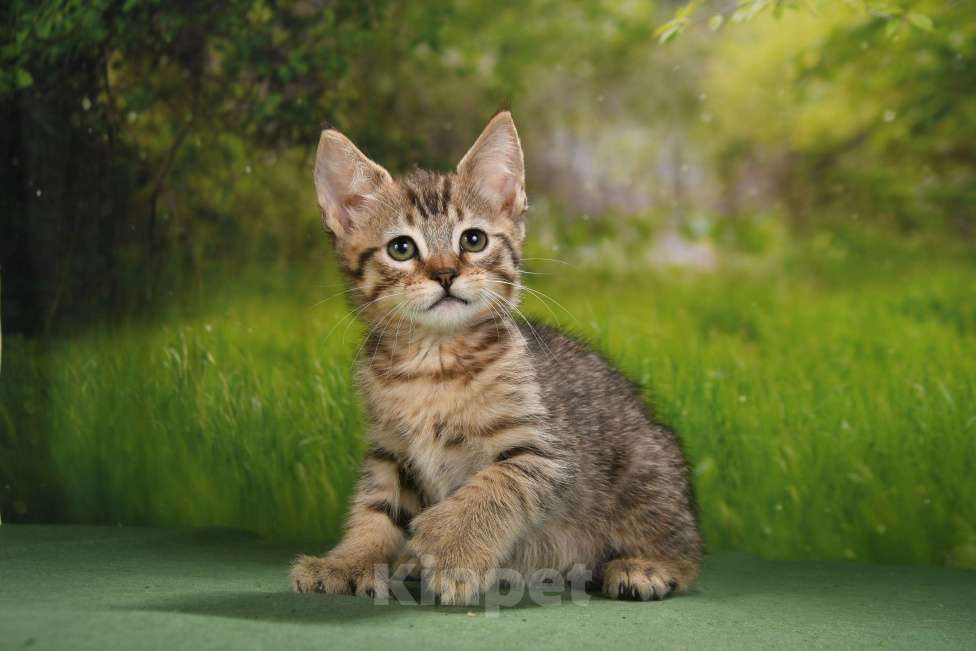 Кошки в Москве: эксклюзивные котята пиксибоба Девочка, 50 000 руб. - фото 8