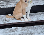 Собаки в Красногорске: щенок Каспер в добрые руки Мальчик, Бесплатно - фото 3