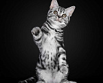 Кошки в Ликино-Дулево: Американская короткошерстная Мальчик, 80 000 руб. - фото 2