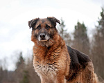 Собаки в Москве: Пожилая немецкая овчарка Шейла в приюте. Забирайте скорее домой Девочка, Бесплатно - фото 4