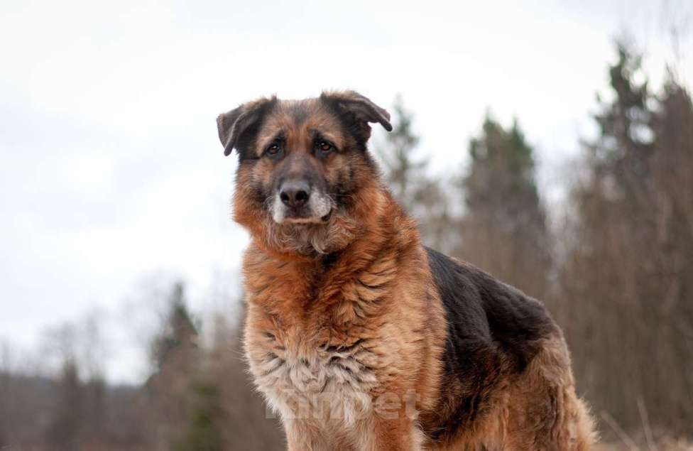 Собаки в Москве: Пожилая немецкая овчарка Шейла в приюте. Забирайте скорее домой Девочка, Бесплатно - фото 4