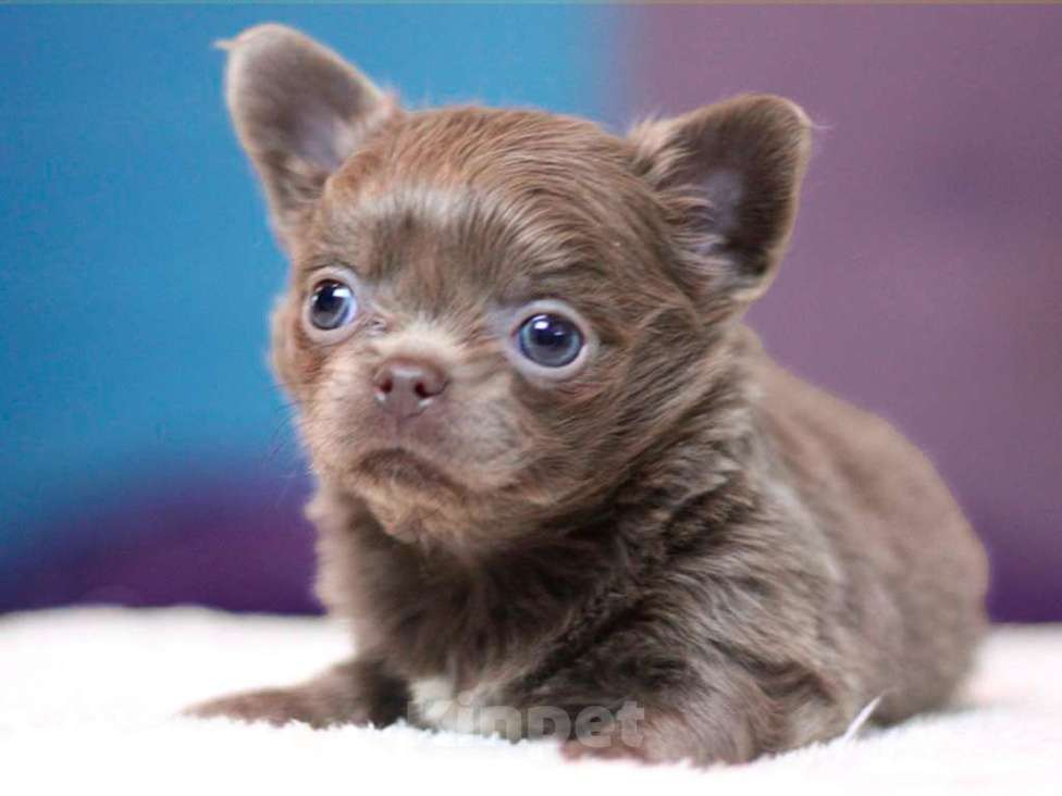 Собаки в Москве: Чихуахуа лиловая девочка Девочка, 100 000 руб. - фото 4