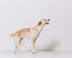 Собаки в Москве: Белочка - собачка без части задних лапок ищет своего человека! Девочка, Бесплатно - фото 7