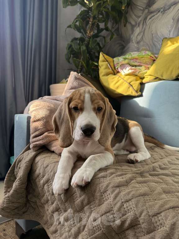 Собаки в Москве: Щенки Бигль Мальчик, 45 000 руб. - фото 5