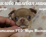 Собаки в Санкт-Петербурге: Большой выбор щенков чихуахуа из питомника РКФ Мальчик, 150 000 руб. - фото 2