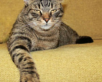 Кошки в Калуге: Тигран Потапыч, настоящий полосатый кот. В добрые руки. Мальчик, Бесплатно - фото 2