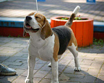Собаки в Белгороде: Кобель для вязки Мальчик, 10 000 руб. - фото 2