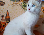 Кошки в Собинке: Котик 7 месяцев, Бесплатно - фото 2