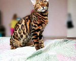 Кошки в Оленегорске: Бенгальский кот (вязка, 6 500 руб. - фото 2