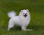 Собаки в Челябинске: Шпиц Померанский Белый Девочка, 75 000 руб. - фото 3