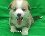 Собаки в Москве: щенки вельш корги пемброк Мальчик, 60 000 руб. - фото 3