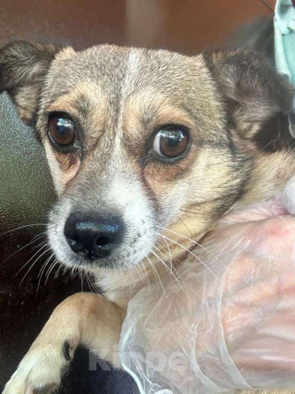 Собаки в Санкт-Петербурге: Малюсенькая диванная собачка ищет дом Девочка, Бесплатно - фото 7