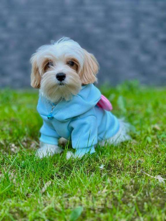 Собаки в Калининграде: Мальчик мальтипу f1 Мальчик, 60 000 руб. - фото 9