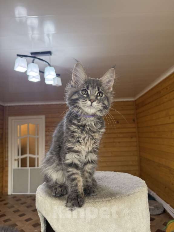 Кошки в Москве: Мейн-кун котенок Девочка, 50 000 руб. - фото 2