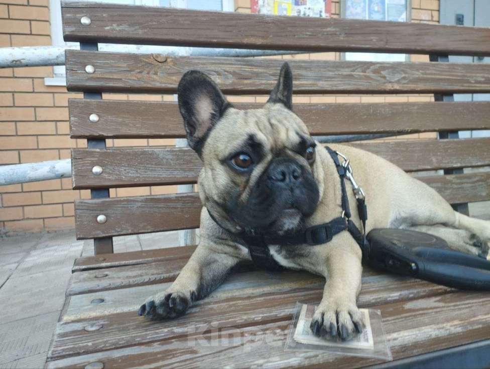 Собаки в Липецке: Французский бульдог. Щенки "соболиного окраса" Мальчик, 80 000 руб. - фото 10