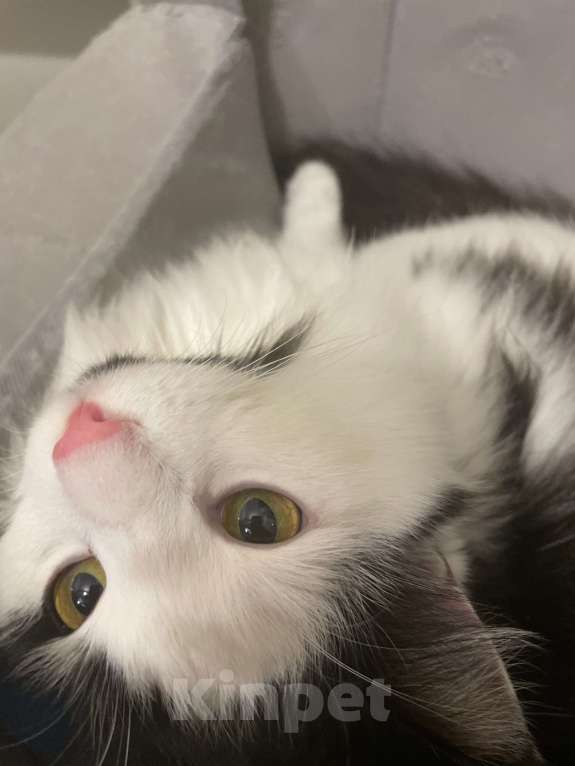 Кошки в Красноярске: Отдам котиков в добрые ручки  Мальчик, Бесплатно - фото 3