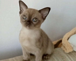 Кошки в Москве: Бурма - котята из питомника Мальчик, 90 000 руб. - фото 2