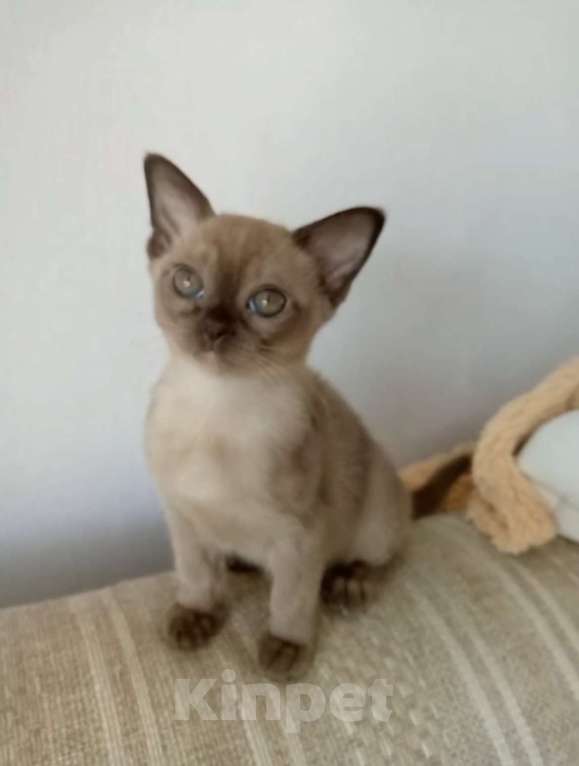 Кошки в Москве: Бурма - котята из питомника Мальчик, 90 000 руб. - фото 2