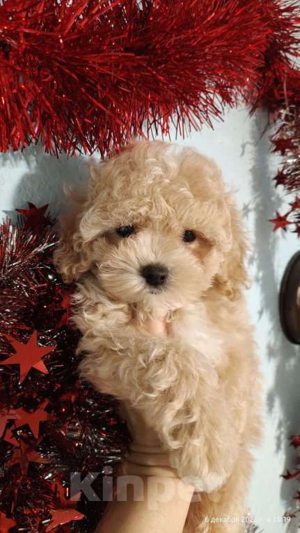 Собаки в Мытищах: Пушон Белла Девочка, 150 000 руб. - фото 3