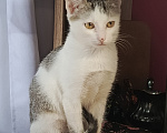 Кошки в Калуге: Котенок в добрые руки Девочка, Бесплатно - фото 3