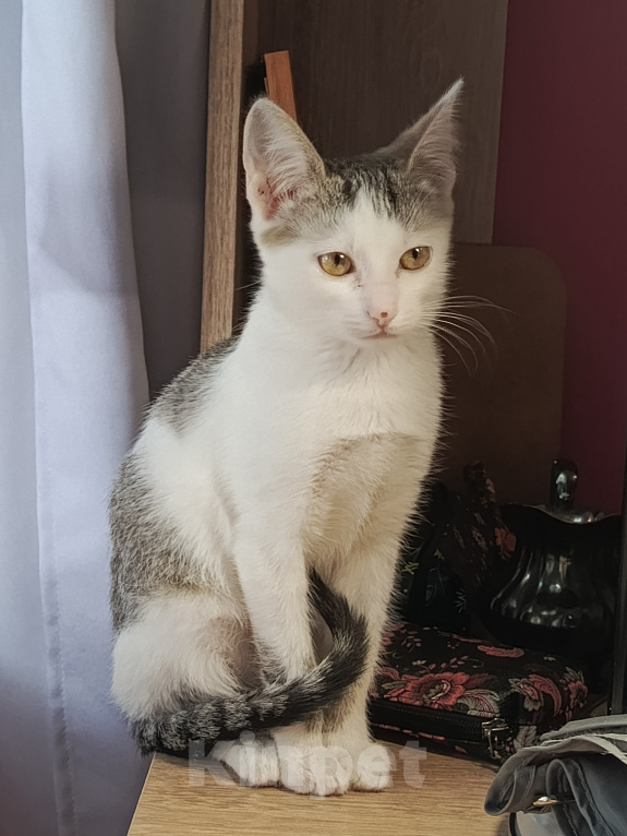 Кошки в Калуге: Котенок в добрые руки Девочка, Бесплатно - фото 3