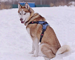 Собаки в Москве: Красивый Рахат в добрые руки! Мальчик, Бесплатно - фото 3