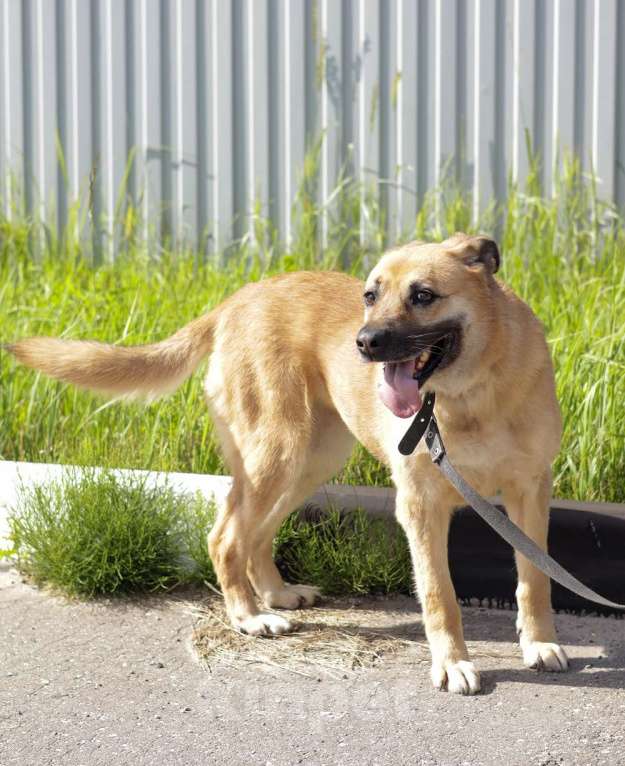 Собаки в Москве: Хана: звезда, которая ждет своего часа!  Девочка, Бесплатно - фото 8
