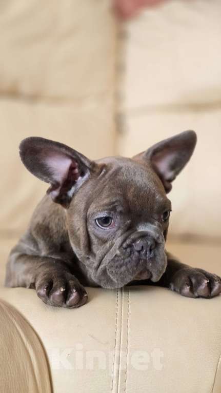 Собаки в Краснодаре: Французские булочки Мальчик, 50 000 руб. - фото 1