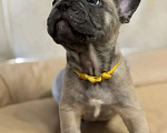 Собаки в Новороссийске: Прекрасный щенок французского бульдога Мальчик, 25 000 руб. - фото 2