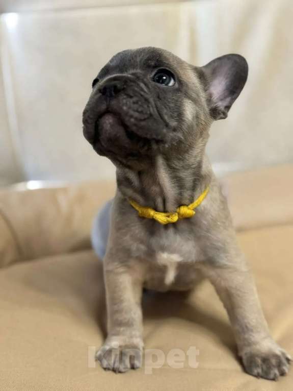 Собаки в Новороссийске: Прекрасный щенок французского бульдога Мальчик, 25 000 руб. - фото 2
