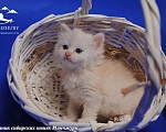Кошки в Воронеже: Есенка Манчжури 🔥 Девочка, 60 000 руб. - фото 2