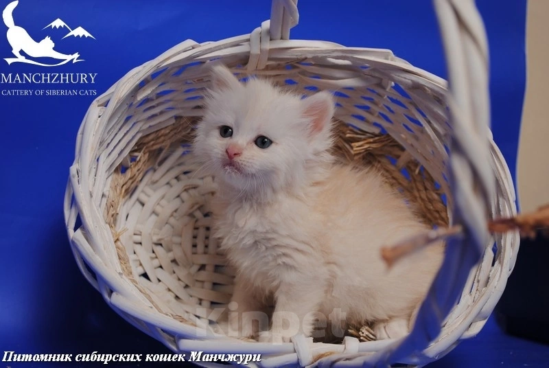 Кошки в Воронеже: Есенка Манчжури 🔥 Девочка, 60 000 руб. - фото 2