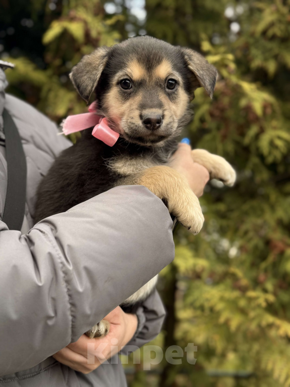 Собаки в Красногорске: Красивый щенок девочка с красивым именем Рози ищет хозяина Девочка, Бесплатно - фото 1