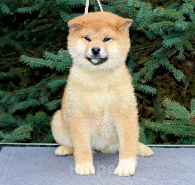 Собаки в Сергиеве Посаде: Девочка Сиба Ину Девочка, 60 000 руб. - фото 6